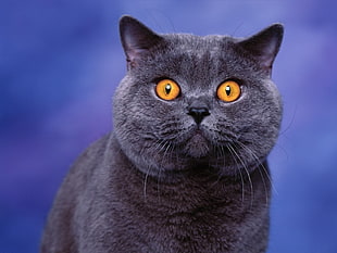 black short fur cat, animals HD wallpaper