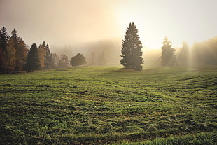 landscape photography of green field with pine trees under sunlight