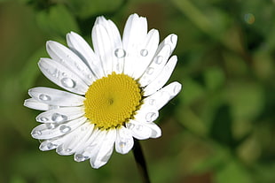 macro photography of daisy