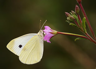 closeup photography of white butterfly on top of purple flower