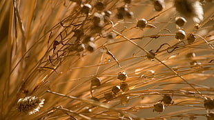 brown grass field plant HD wallpaper