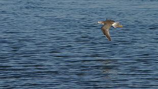time lapse photography of brown sea gull flying during daytiume