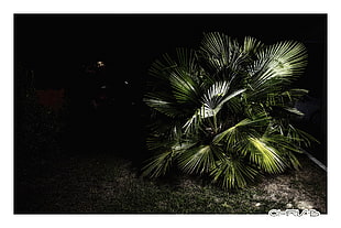 green fan palm tree, Bordeaux, night, palm trees