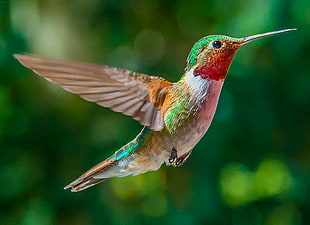 shallow focus multicolored Humming Bird, hummingbird, silver plume