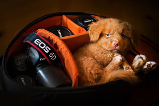 shallow focus photography of Golden Retriever puppy inside camera bag