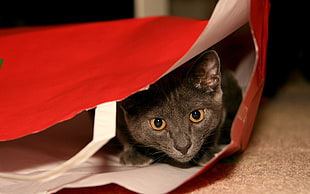 gray kitten on red tote bag