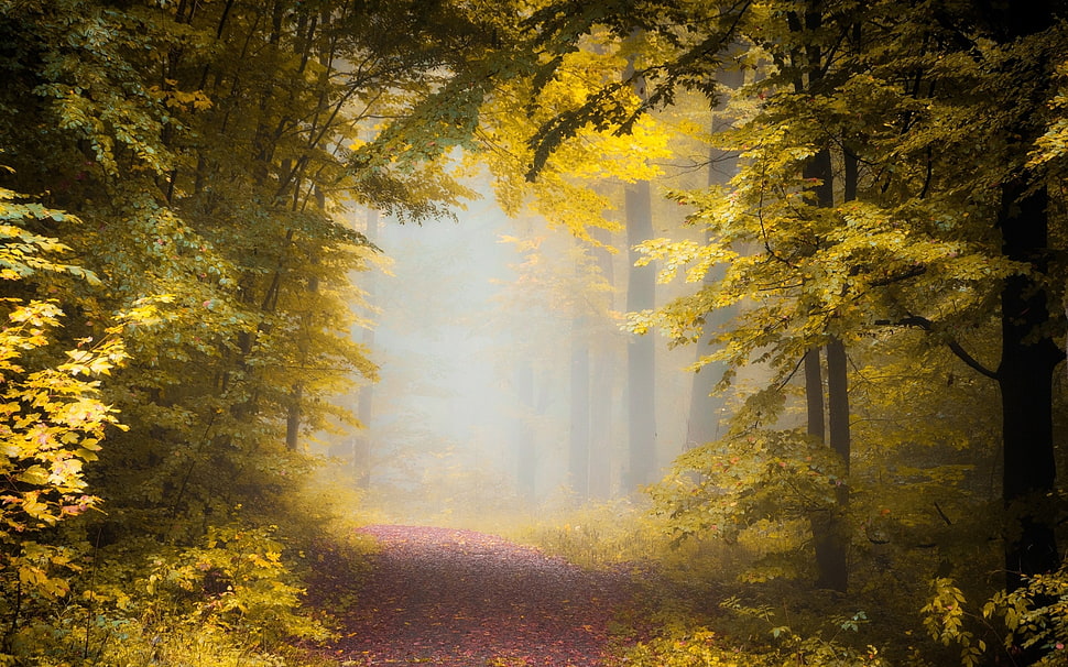 green trees, nature, landscape, fall, path HD wallpaper