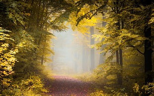 green trees, nature, landscape, fall, path