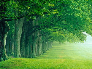 line trees beside grassfield HD wallpaper