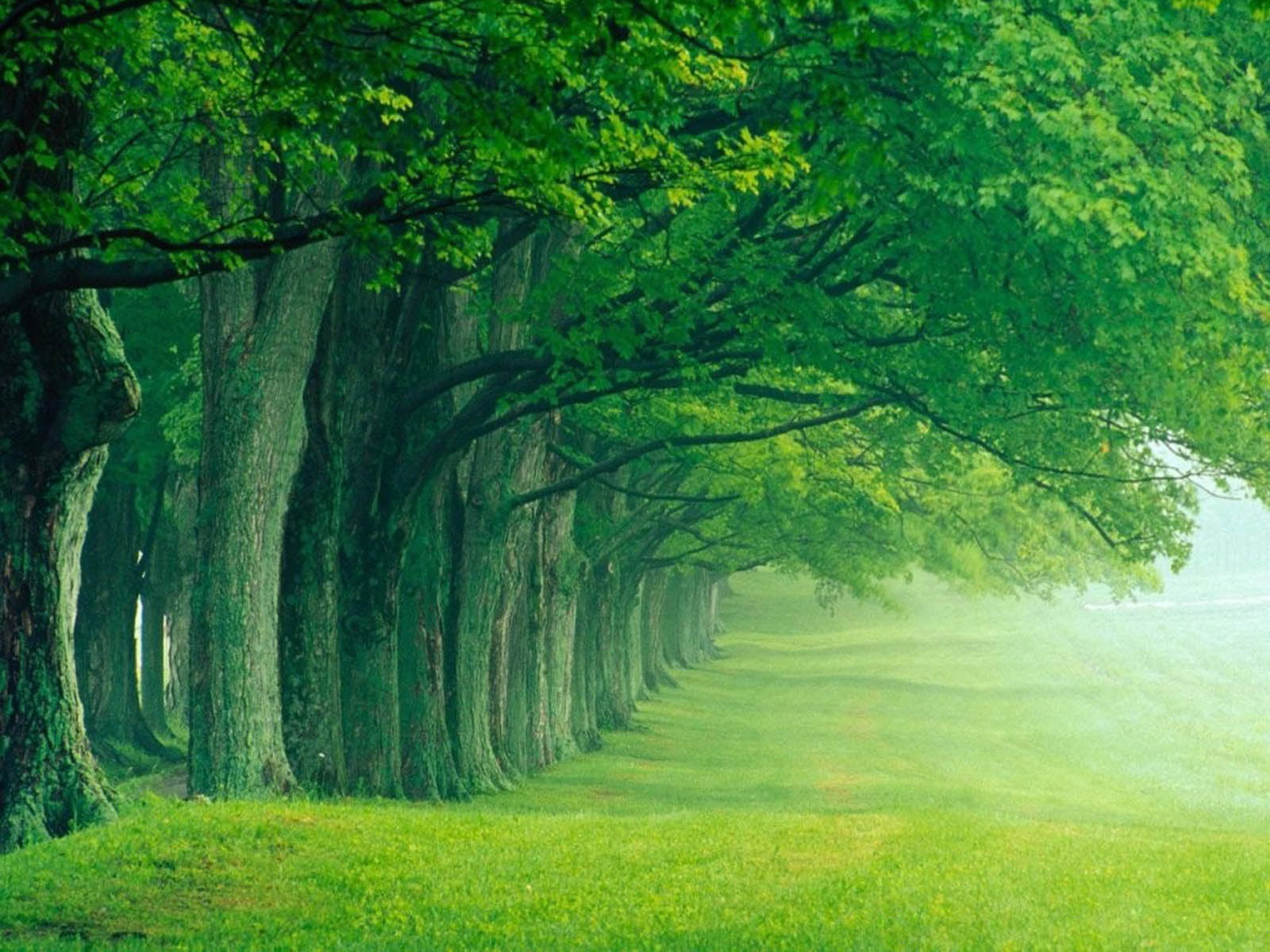 line trees beside grassfield