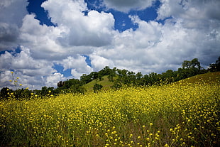 yellow flower field under cloudy sky HD wallpaper