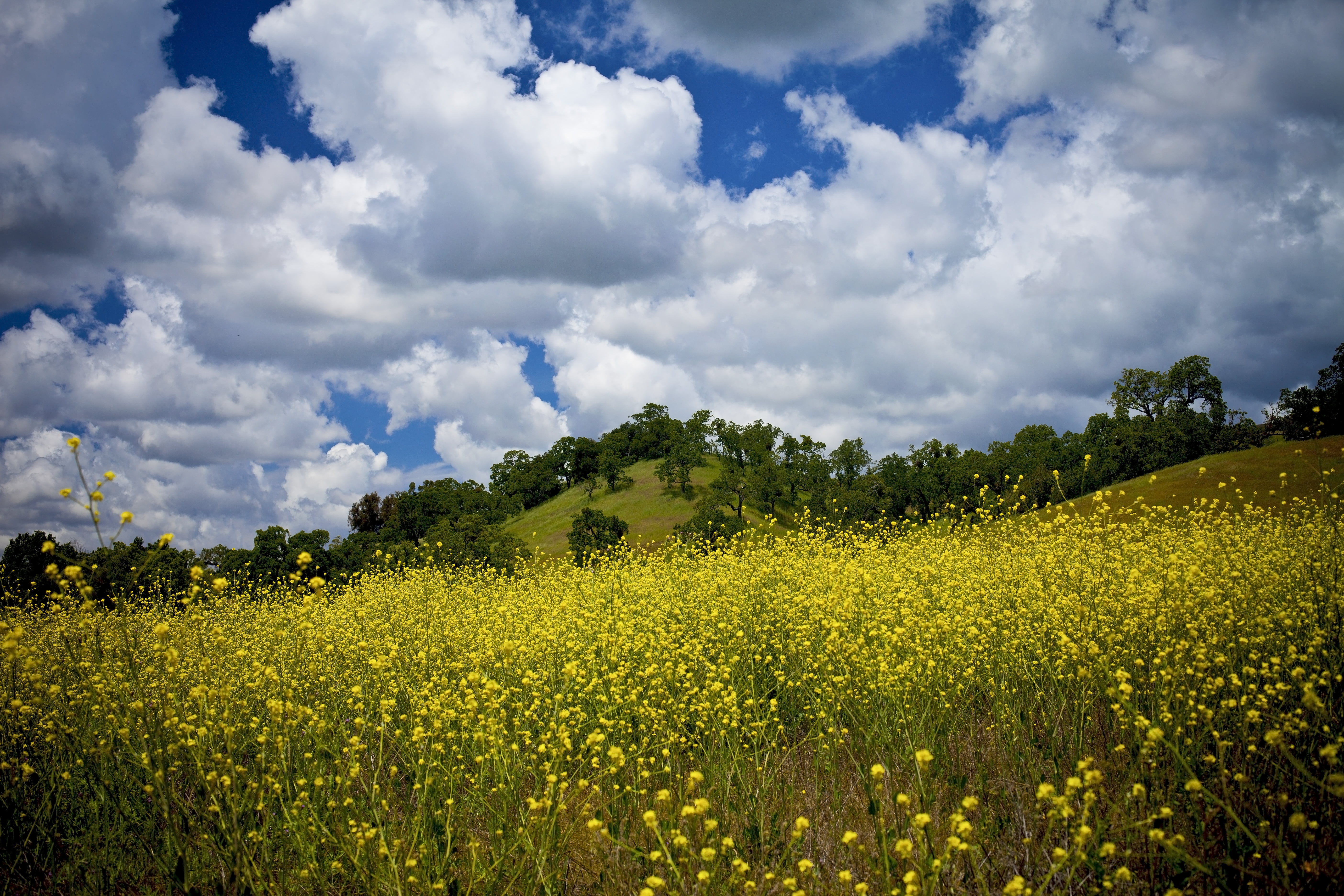 Yellow Flower Field Under Cloudy Sky Hd Wallpaper Wallpaper Flare