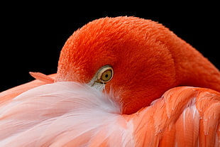closeup photography of orange bird