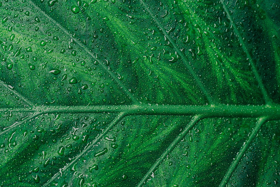 green leaf plant with dew HD wallpaper