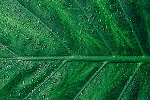 green leaf plant with dew HD wallpaper