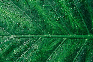 green leaf plant with dew