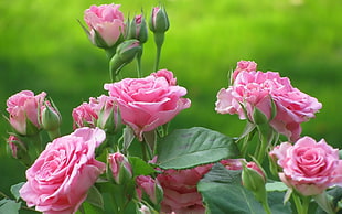 closeup photo of pink roses