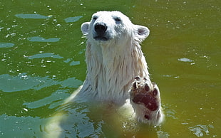 polar bear swimming on lake