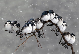 flock of white bird, birds, snow