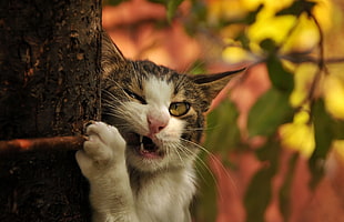 gray and white Tabby cat biting brown tree branch
