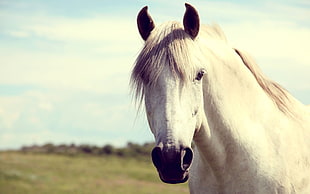white horse near grass field