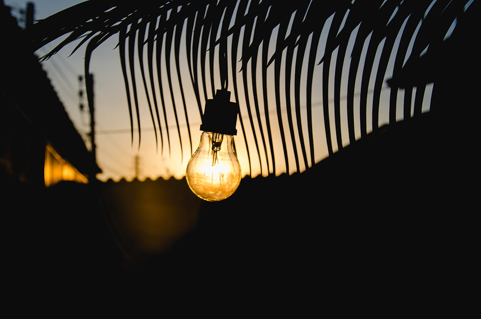 black bulb, Lamp, Sunset, Branch HD wallpaper