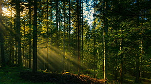 forest during daytime, forest, sunlight, grass, photography