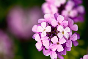 purple and white petaled flowers
