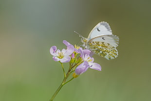 selective photography of butterfly on top of flowers