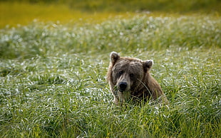 brown bear in the grass