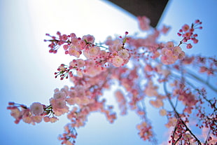 selective focus photography of pink petaled flowers HD wallpaper