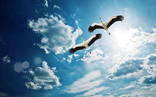 two white and black seagull HD wallpaper
