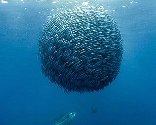 group of fish, fish, sea, underwater, shoal of fish HD wallpaper