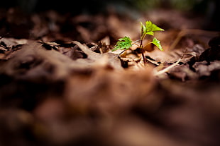 green sprout on dried leaves selective focus photography HD wallpaper