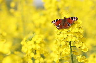 Peacock Butterfly on yellow-petaled flowers close up phort, inachis io
