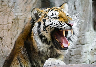 photo of tiger with wide open mouth
