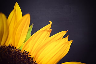 yellow sunflower in closeup shot