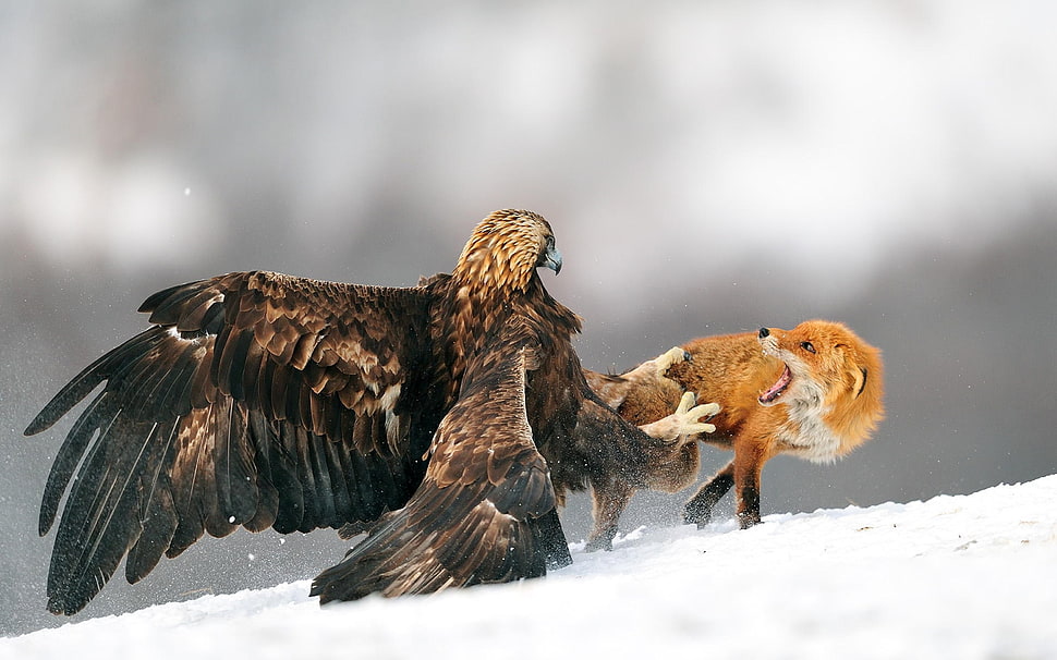 falcon and orange fox HD wallpaper