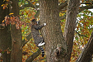 silver Tabby cat climbing on brown tree trunk