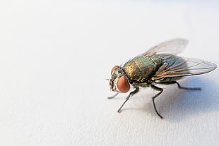 close up photography of fly