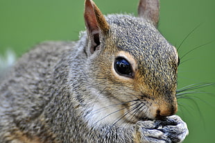 macroshot photo of squirrel