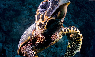 shallow focus photography of sea turtle