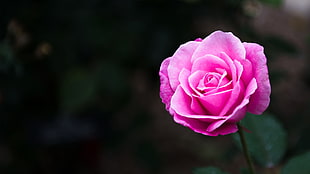 pink rose, rose, flowers, nature
