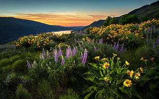 purple lavender and sunflower flowers field, landscape, nature, lupines, sunflowers
