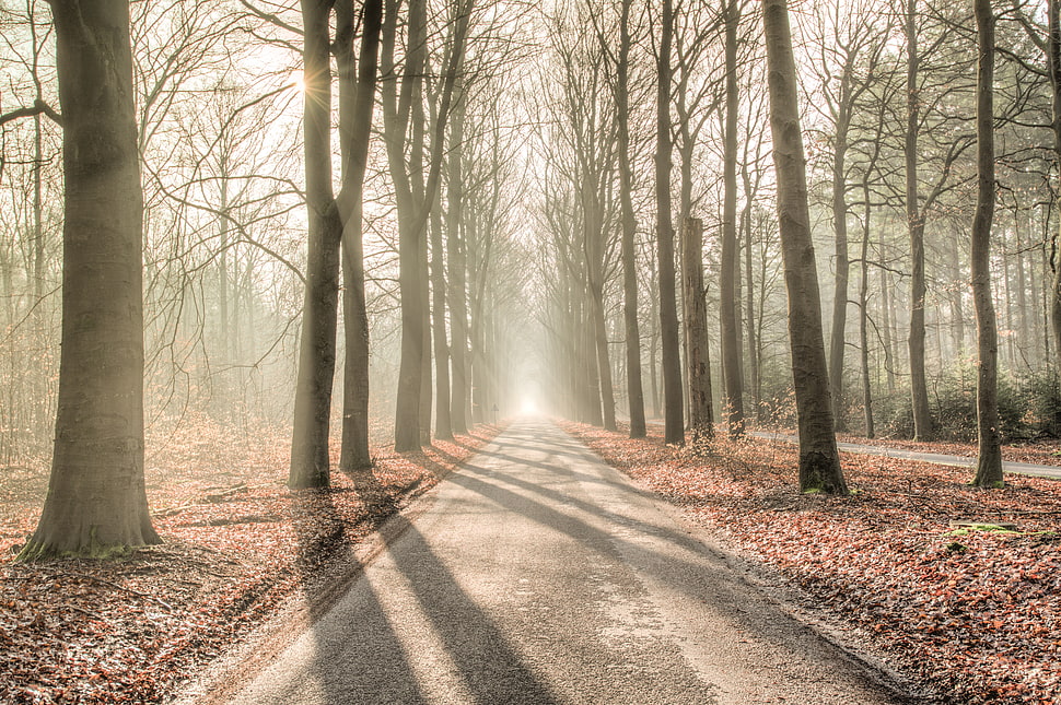 landscape shot of Forest during day time HD wallpaper