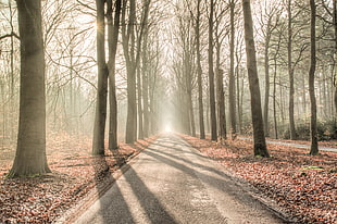 landscape shot of Forest during day time