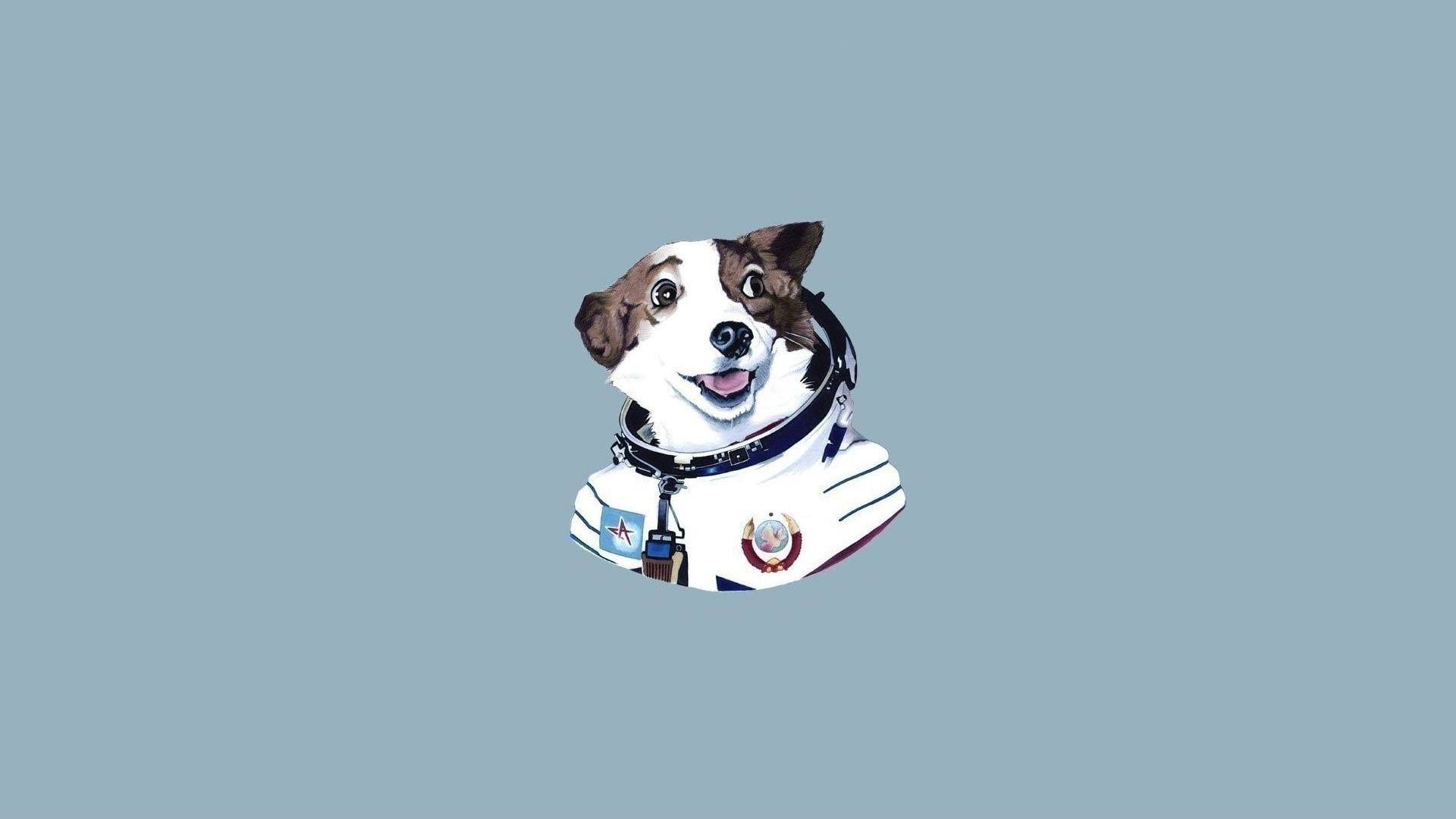short-coated brown and white dog clip art, dog, minimalism