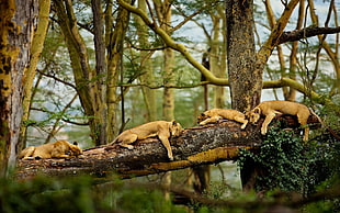 four lion cubs, lion, Africa, trees, sleeping