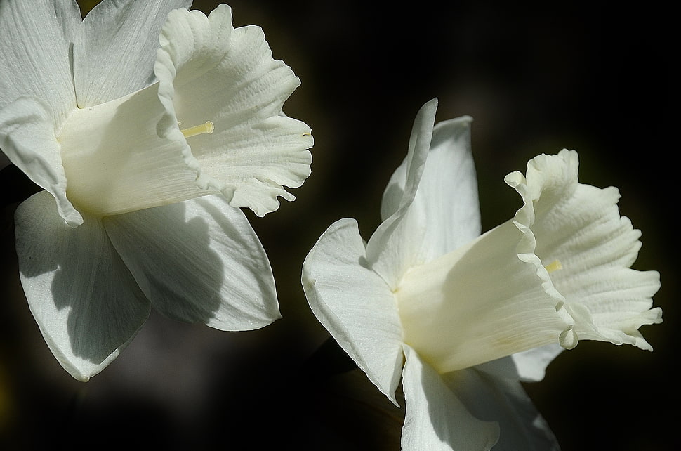 two white flowers HD wallpaper