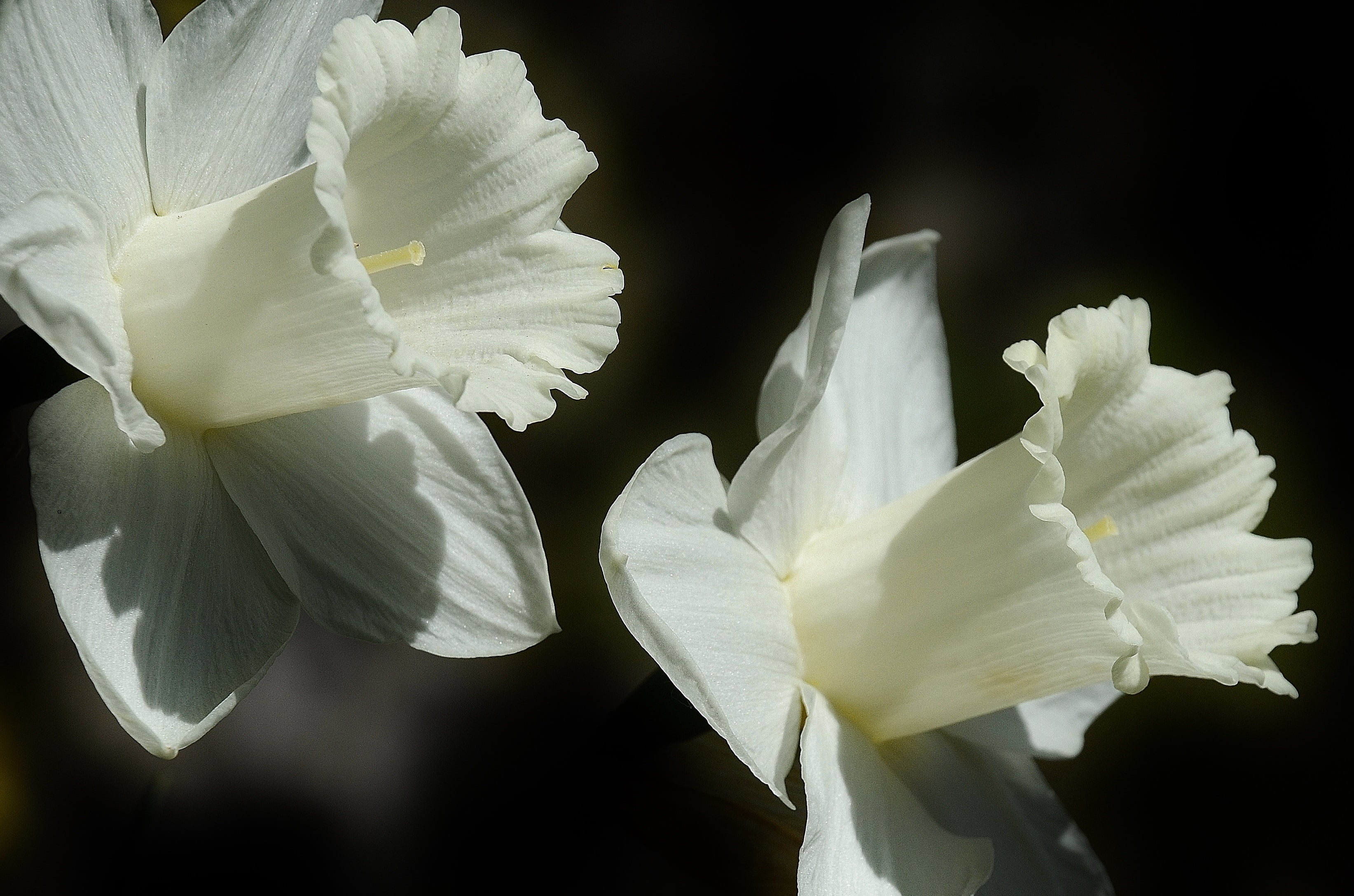 two white flowers